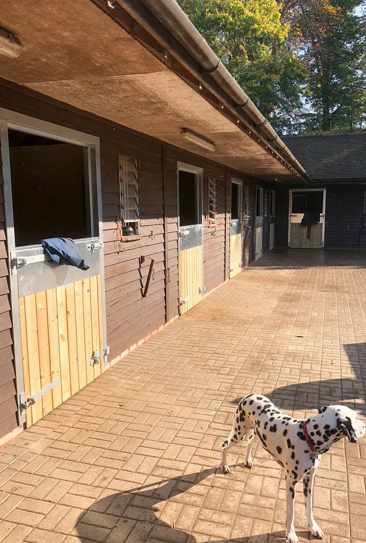 a dalmatian dog standing in front of a building