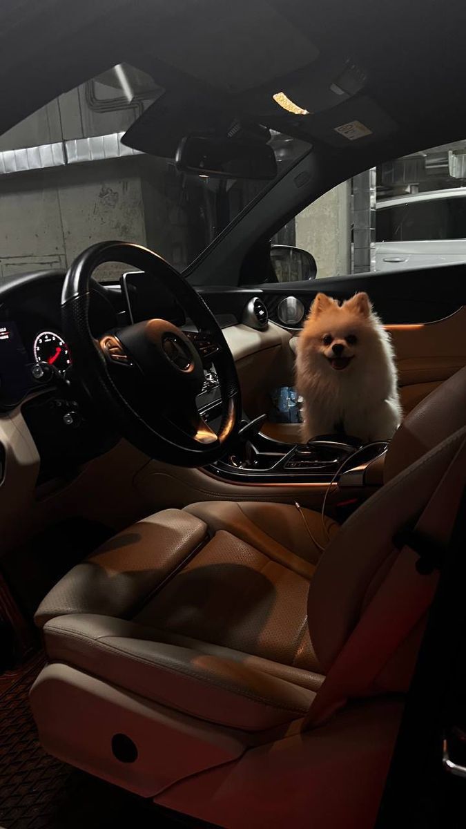 a small dog sitting in the driver's seat of a car