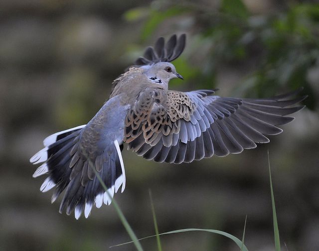 a bird that is flying in the air