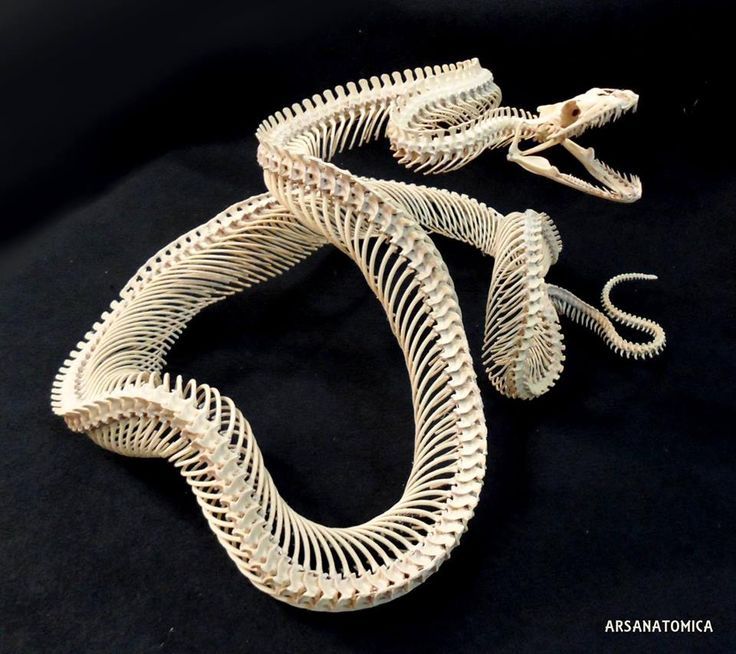 the skeleton of a snake is displayed on a black surface with its tail curled up