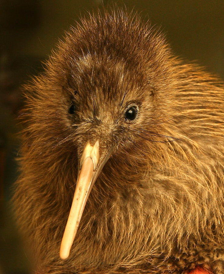 a close up of a small bird with a long beak and large, brown feathers