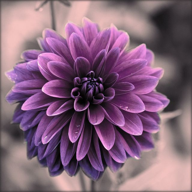 a purple flower with water droplets on it's petals is shown in black and white