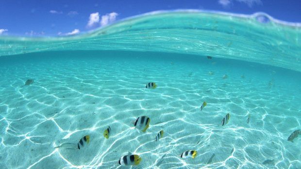 an underwater view of some fish swimming in the clear blue water with white clouds above