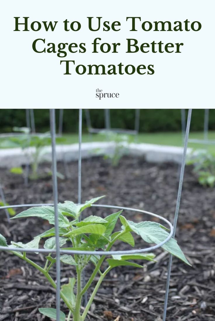 tomatoes growing in a garden with the title how to use tomato cages for better tomatoes