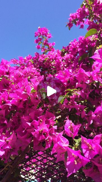 purple flowers are blooming on the tree