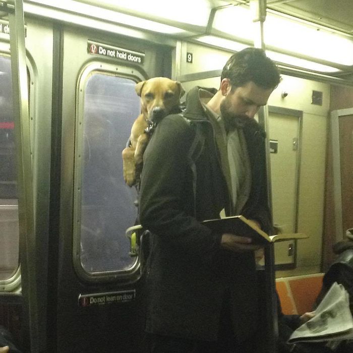 a man with a dog on his back is riding the subway train while reading a book