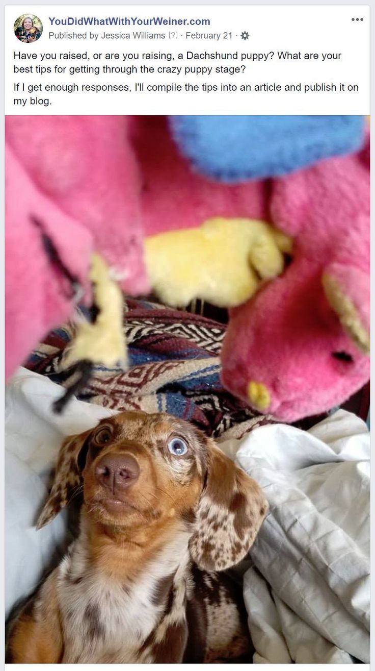 a brown and white dog laying on top of a pile of stuffed animals next to each other