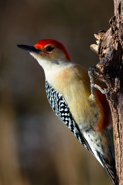 a colorful bird perched on the side of a tree