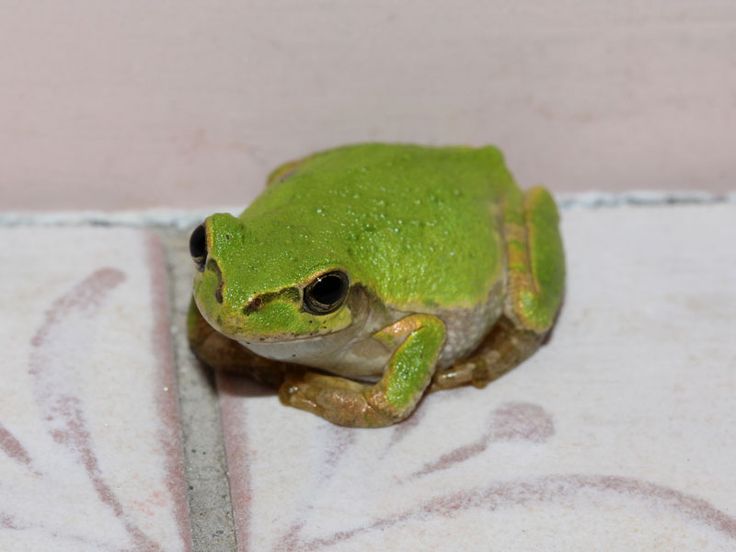 a green frog sitting on top of a white towel