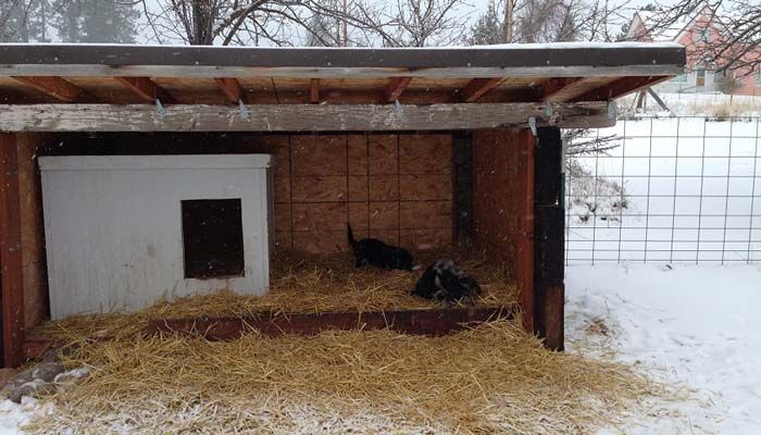 a chicken coop with hay in the snow