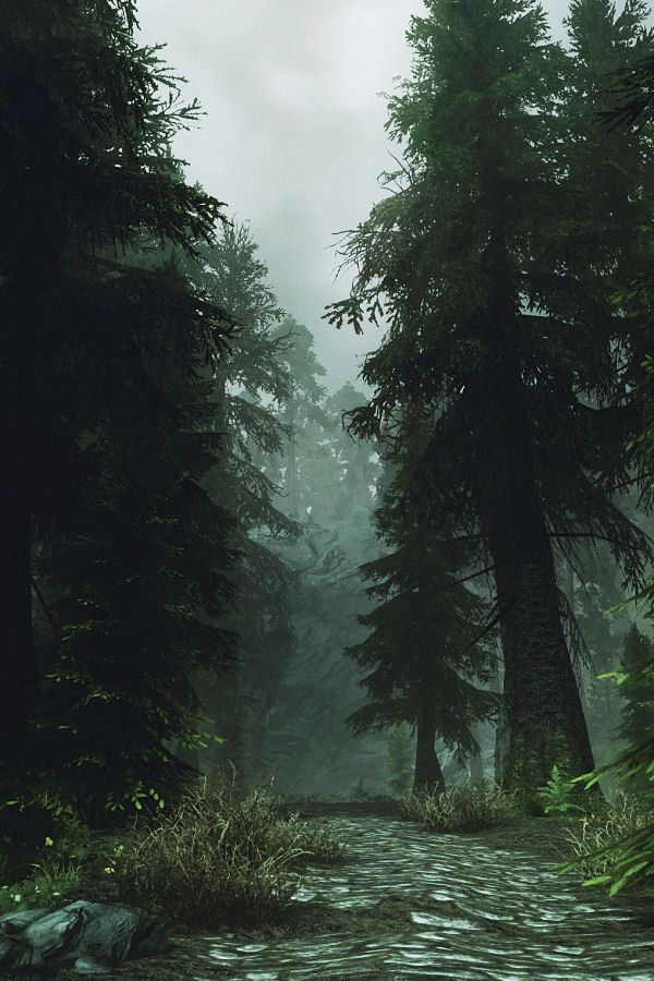 a dirt road surrounded by tall trees on a foggy day