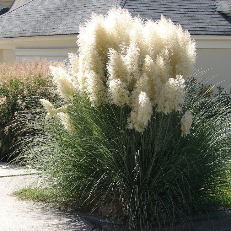 some very pretty plants in front of a house