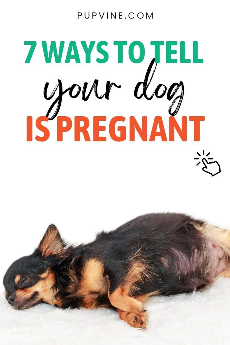 How to tell if your dog is pregnant? Everything you need to know about the signs and the ways of finding out about pregnancy is one click away. Dog Breeding Business, Eating Less, Pregnant Dog, About Pregnancy, Dog Health Tips, Pregnancy Signs, Dog Care Tips, Dog Signs, Dog Eating