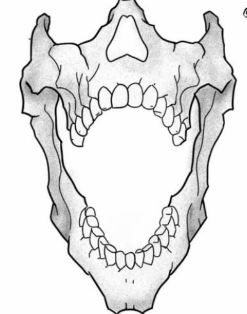 an animal's skull with its mouth open and teeth missing from the front end