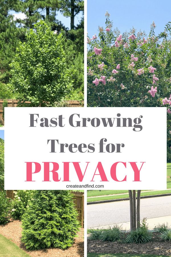 trees for privacy in the front yard with text overlay that reads fast growing trees for privacy