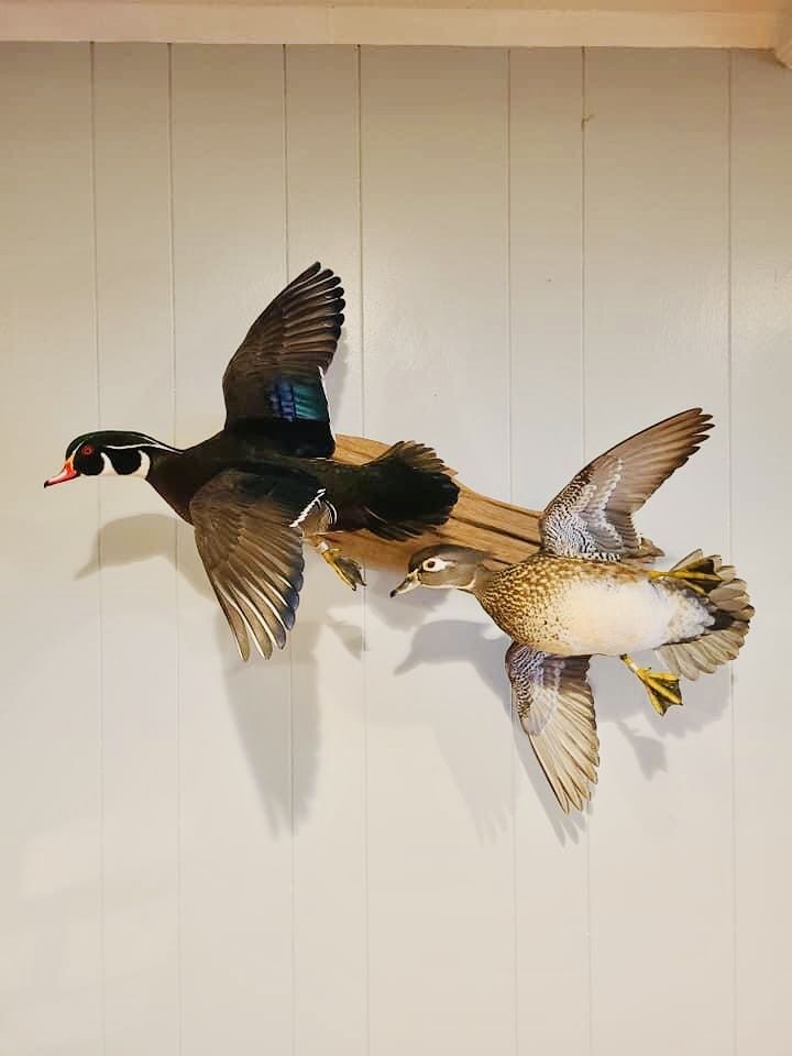 two birds flying next to each other in the air on a white wall with wood planks