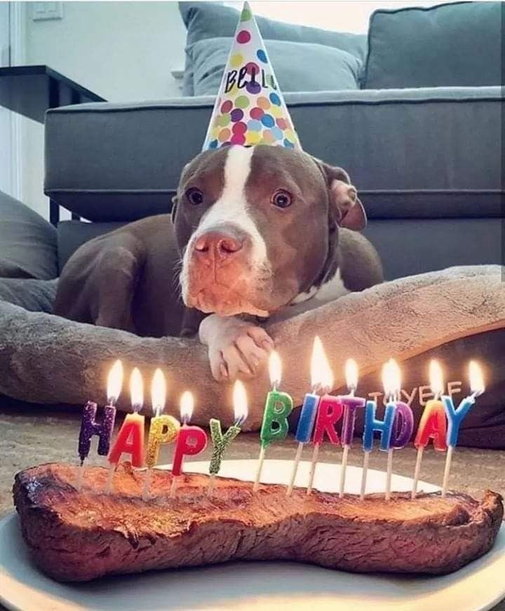 a dog sitting in front of a birthday cake with candles