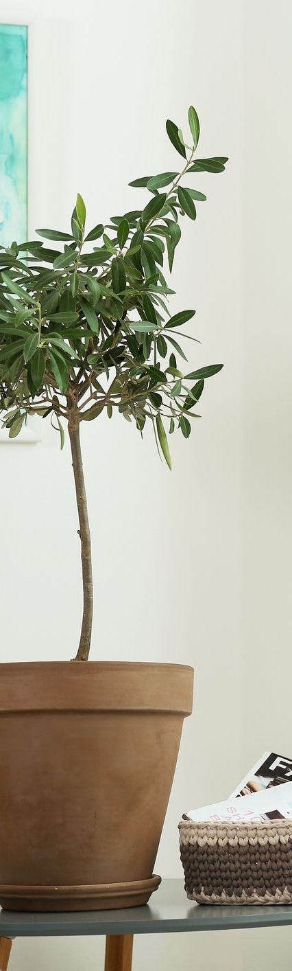 a potted plant sitting on top of a table