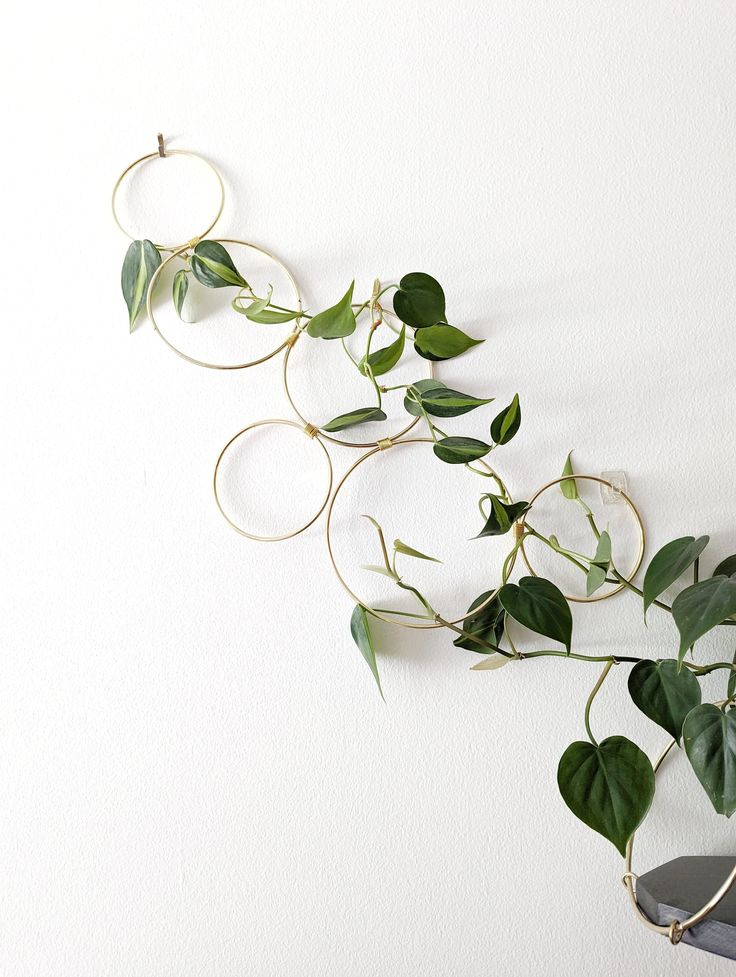 some plants are growing on the wall and hanging from it's sides with gold hoop rings