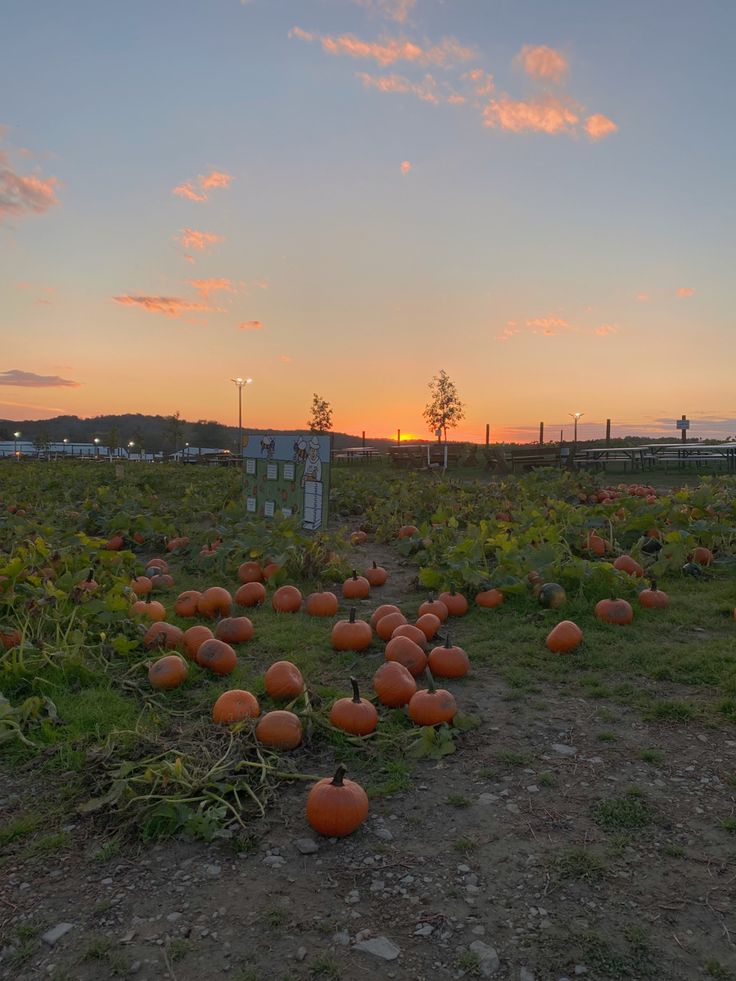 many pumpkins are growing in the field at sunset