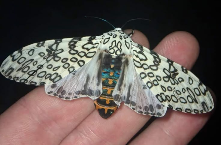 a white and black moth sitting on top of a persons hand