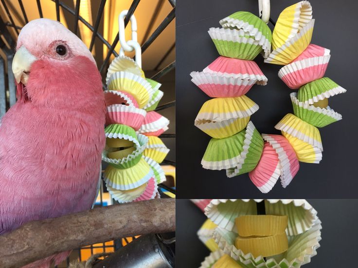 a pink bird sitting on top of a tree branch next to some cupcakes