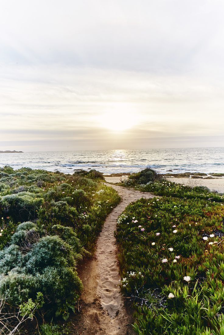 a path leading to the ocean with wildflowers on either side and sun in the distance