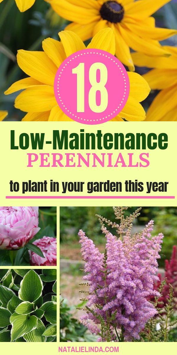 These 18 perennials will provide your garden with color, height, and fragrance! They're low-maintenance, which means you don't have to be a gardening expert to grow them in your yard! Low Maintenance Perennials, Urban Gardening Ideas, Blooming Perennials, Sun Perennials, Garden Design Layout, Low Maintenance Garden, Urban Gardening, Beautiful Flowers Garden, Natural Garden