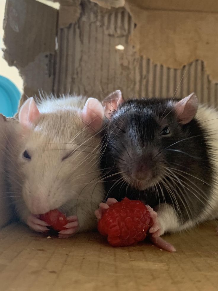 two mice are eating raspberries on the floor