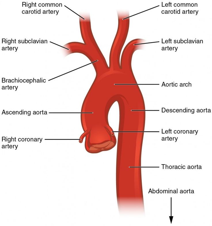 an image of the anatomy of the human heart and its major vessels, labeled in red