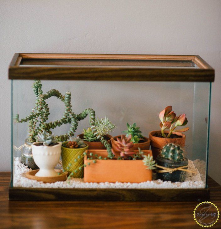 there are many different types of succulents in the glass case on the table