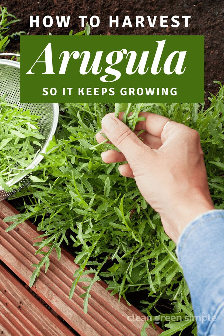 someone is picking up some green plants in their garden with the words how to harvest arugula so it keeps growing