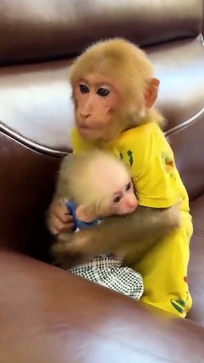 a baby monkey sitting on top of a brown couch next to an adult monkey holding it's head