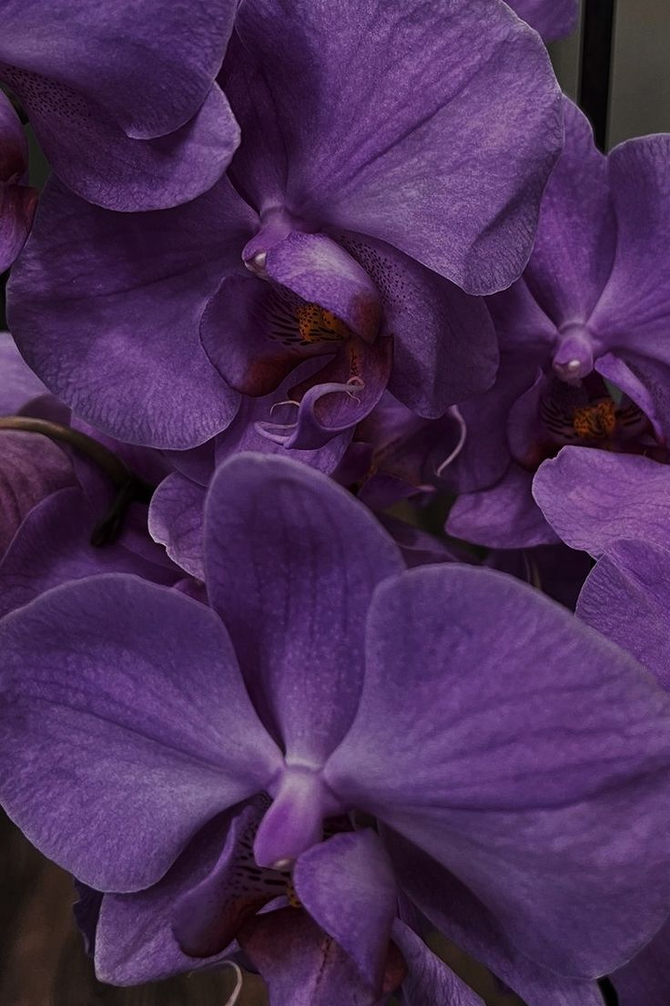 purple flowers are in a vase on the table