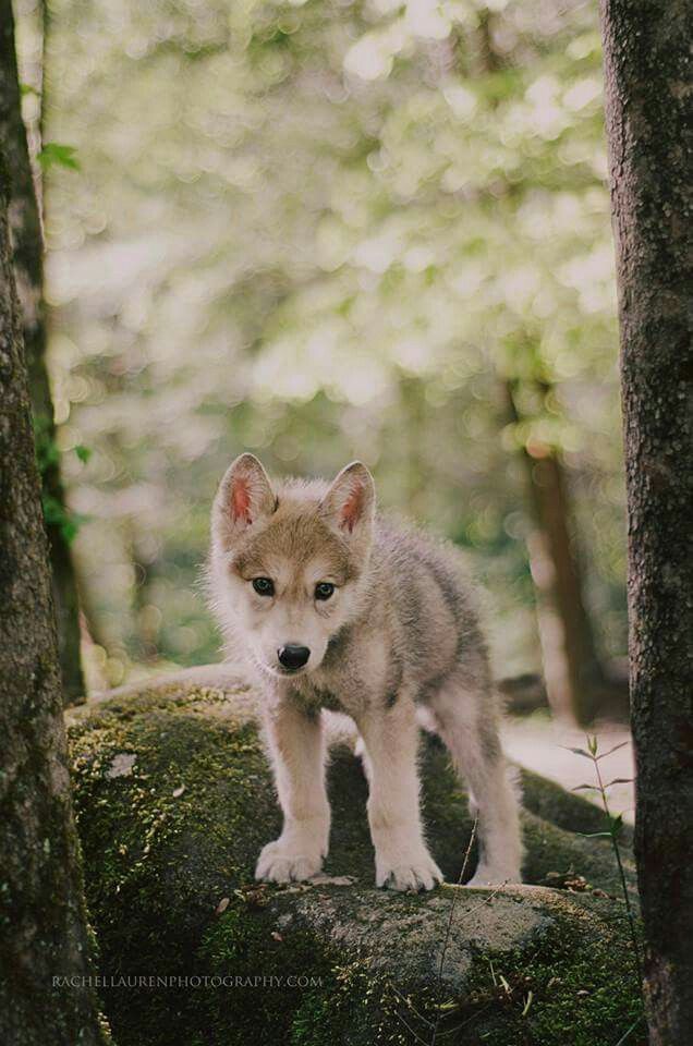 a wolf cub standing on top of a moss covered rock in the woods with trees behind it