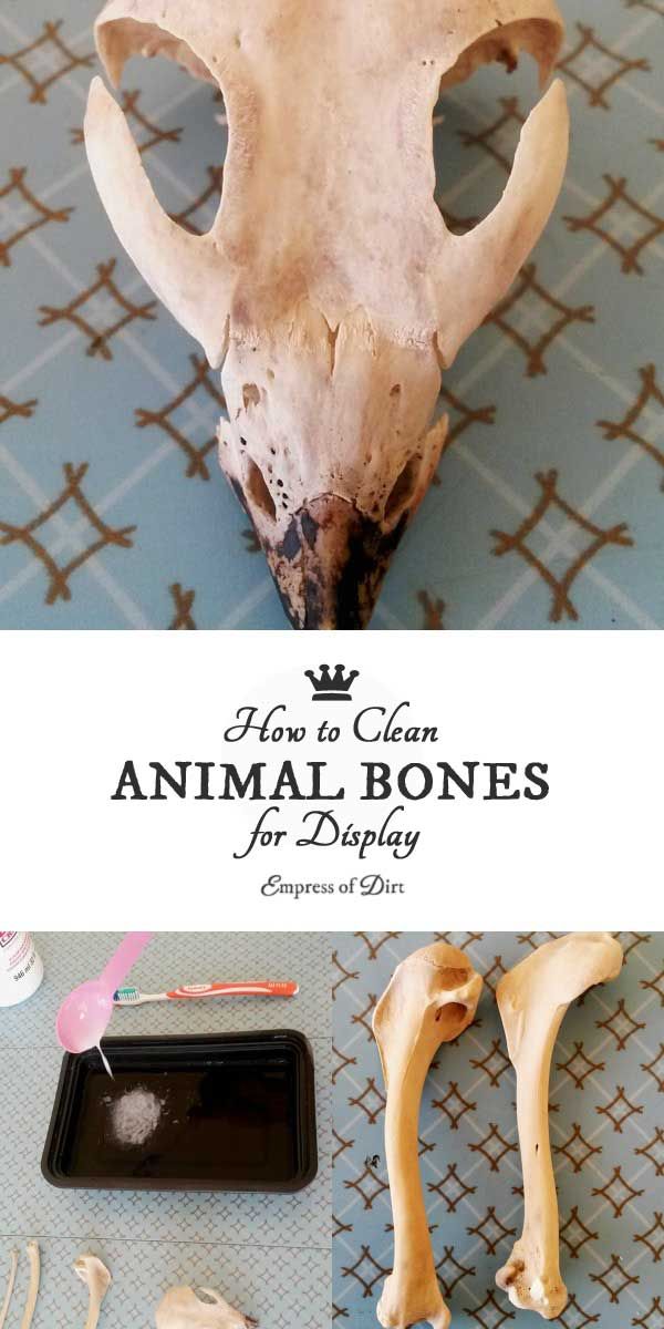 an animal's skull is shown with the words how to clean animal bones for display