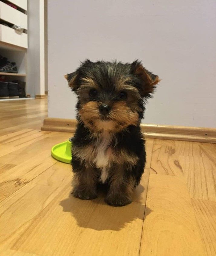 a small black and brown dog sitting on top of a wooden floor next to a green frisbee