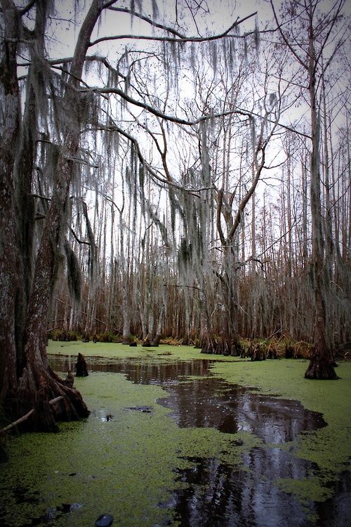 the swamp is covered with moss and trees