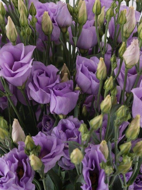 a bunch of purple flowers with green stems