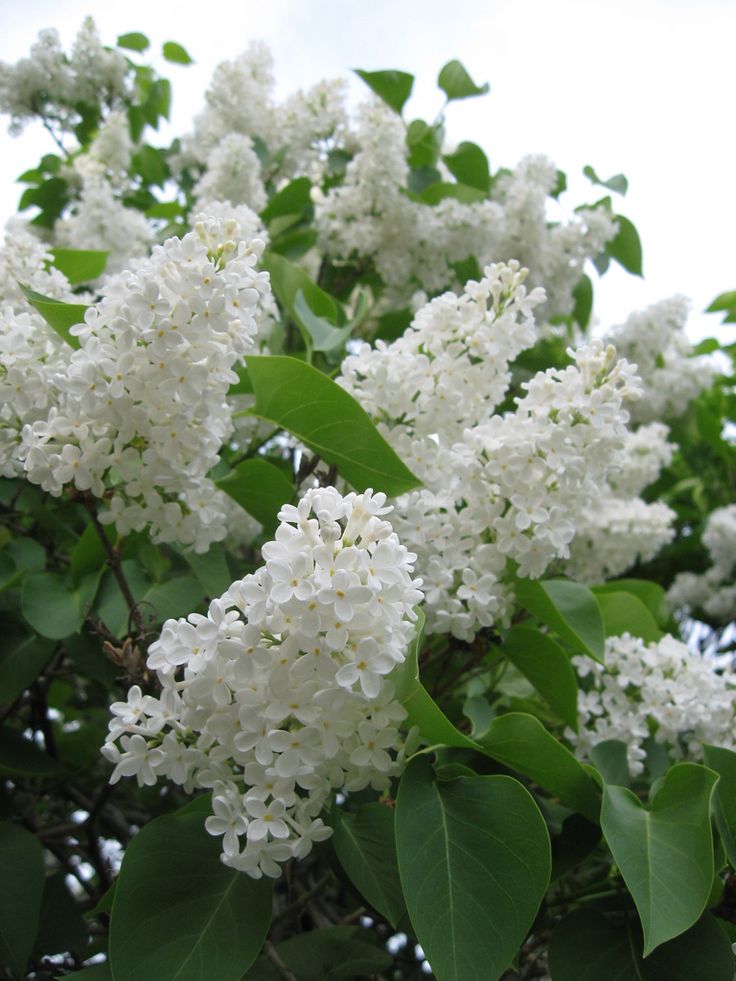 white flowers are blooming on the branches of a tree