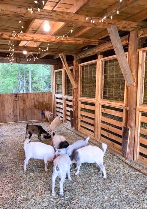 several goats in a barn with hay and lights