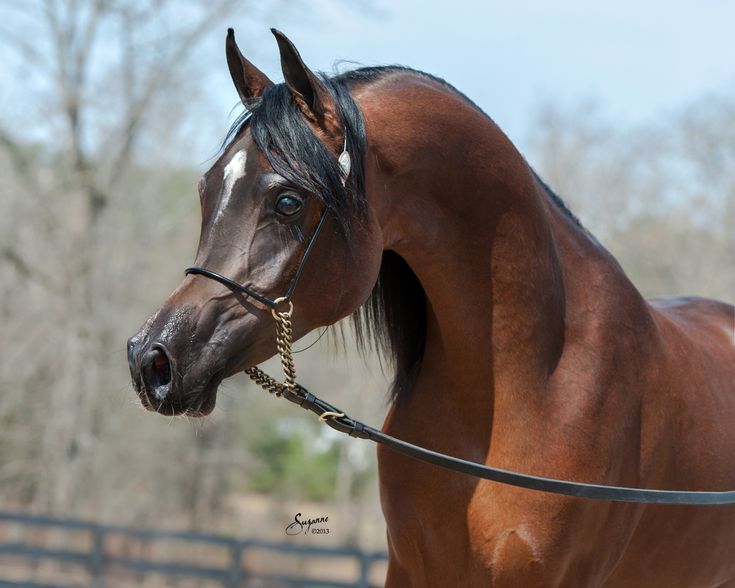 a brown horse wearing a bridle in an enclosure