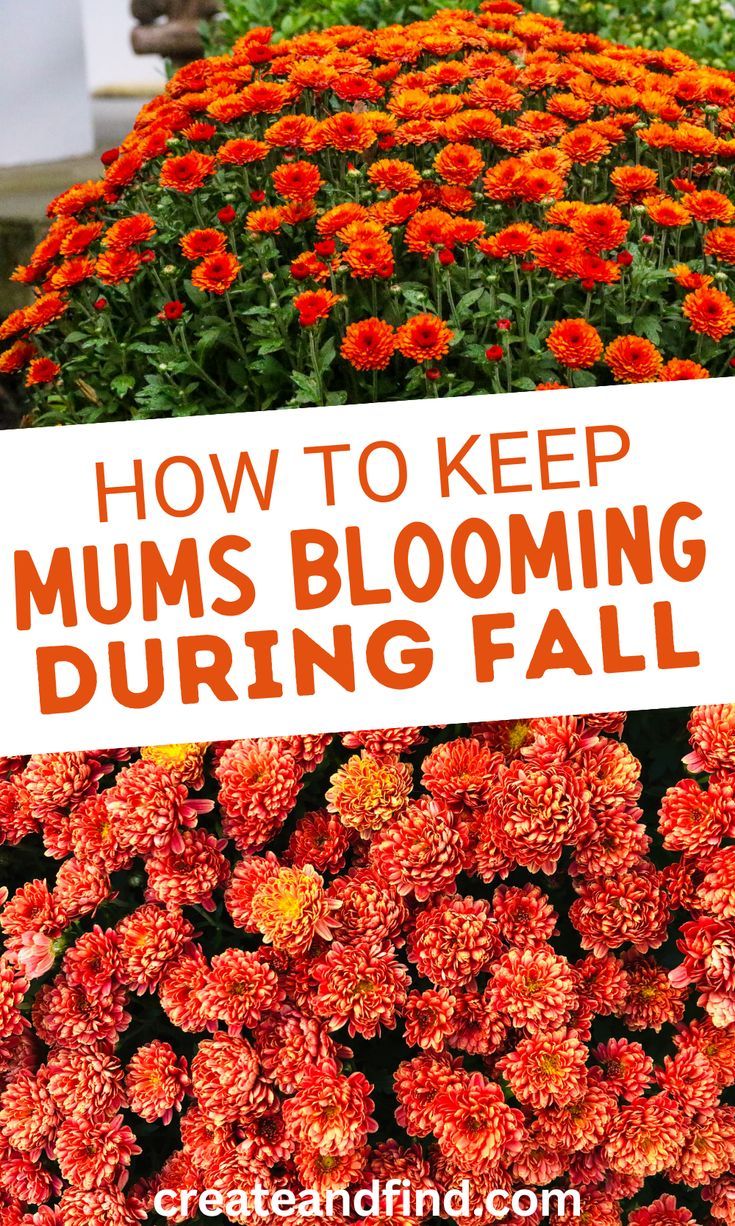 How to keep fall mums alive and blooming. Mum Planters, Fall Flower Pots, Fall Pots, Potted Mums, Fall Flowers Garden, Fall Landscaping, Planting Mums, Front Porch Flowers, Garden Mum