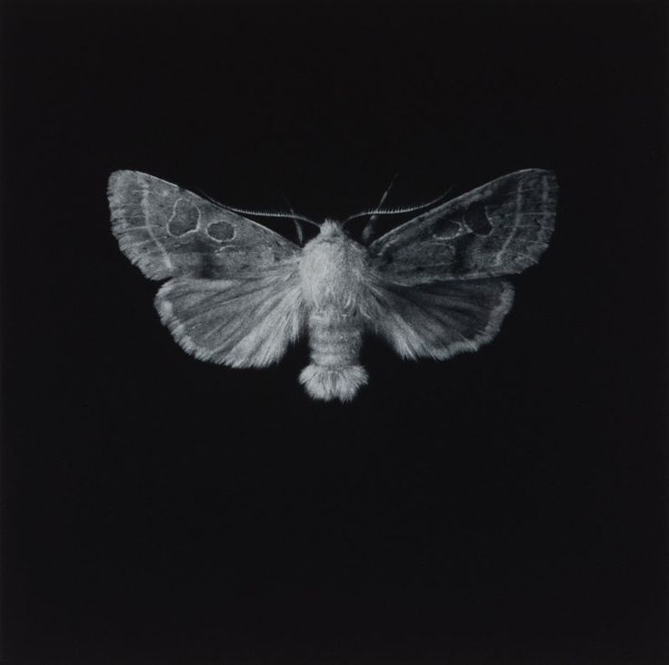 a black and white photo of a moth