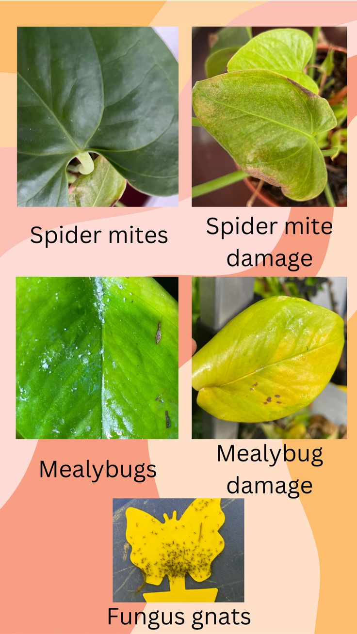 the different types of plants that are in their own garden, including spider mitts, spider mitt damage, leafybug,