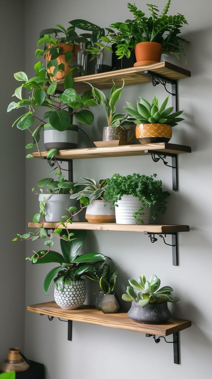 several potted plants on wooden shelves in a room