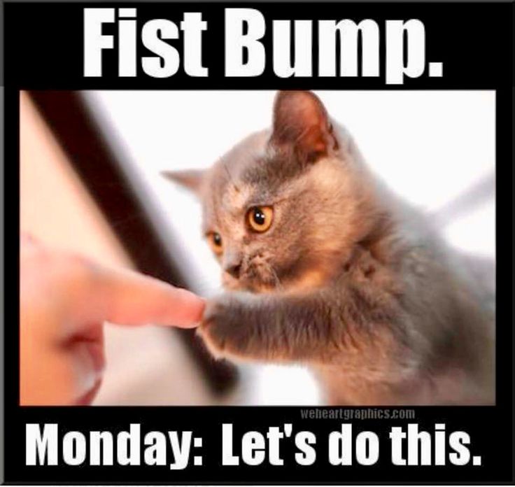 a cat is pointing at someone's hand with the caption first bump monday let's do this