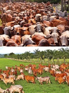 there are many cows in the field and one is brown with white on its face