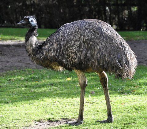 an ostrich is standing in the grass