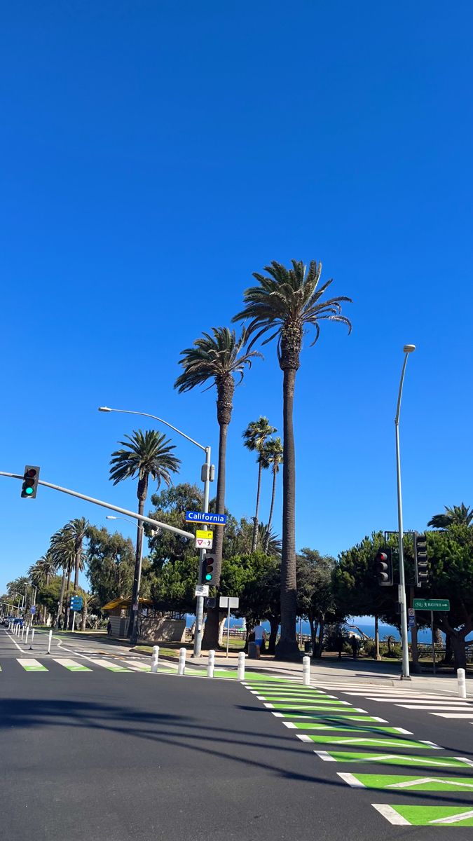 palm trees line the street in front of a stoplight and traffic signal on a sunny day